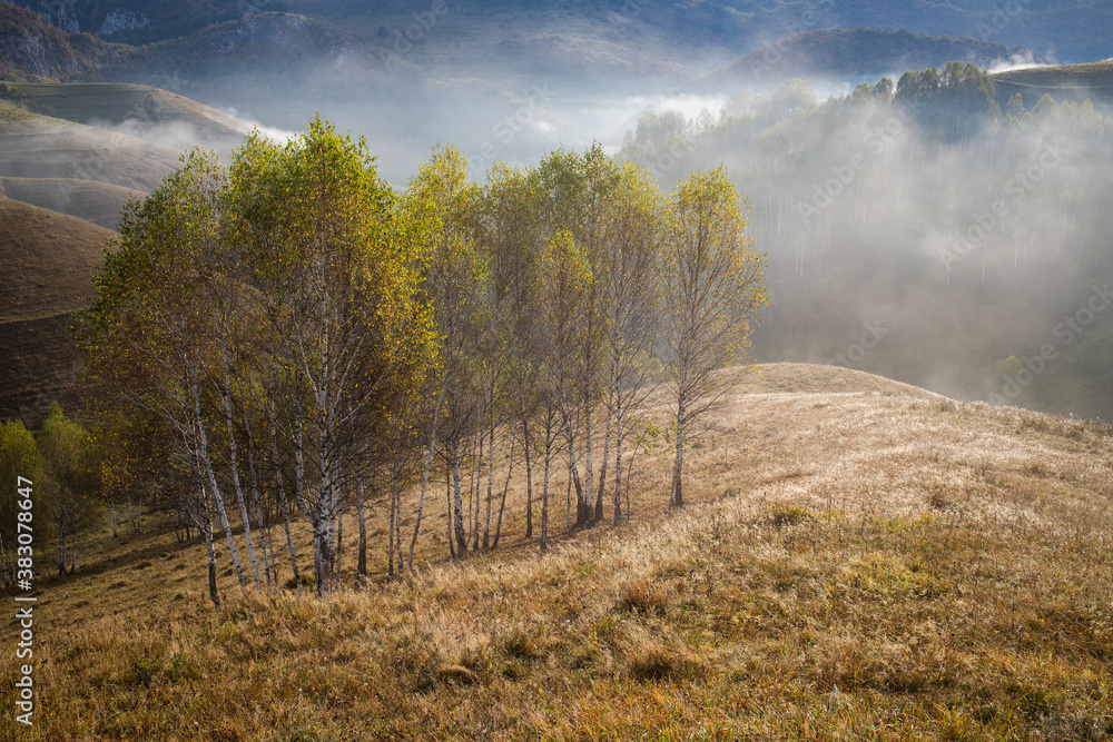 beautiful early autumn nature background foggy trees in the mountains