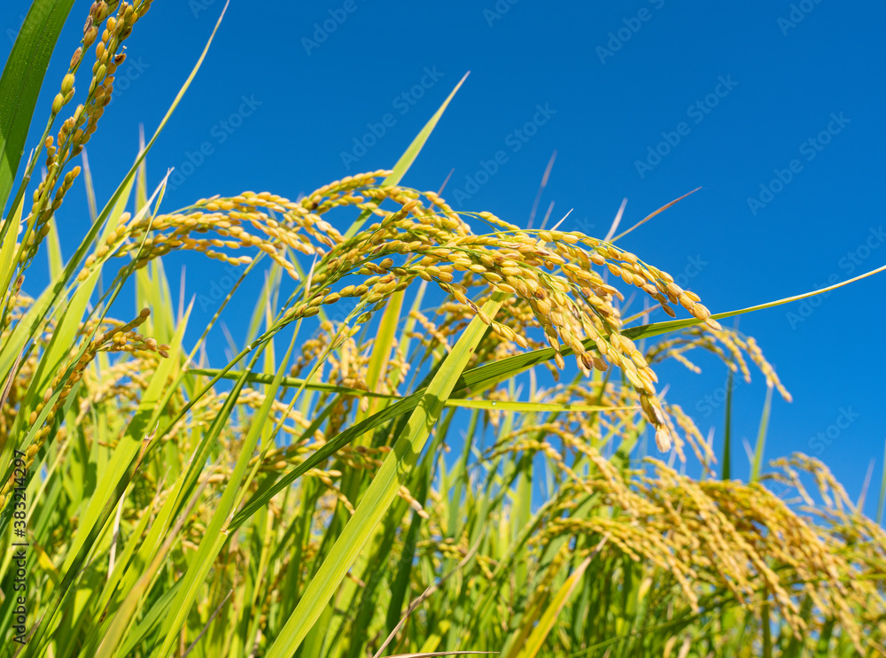 Ears of rice and blue sky