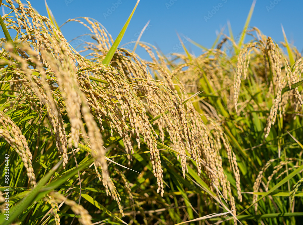 Ears of rice and blue sky