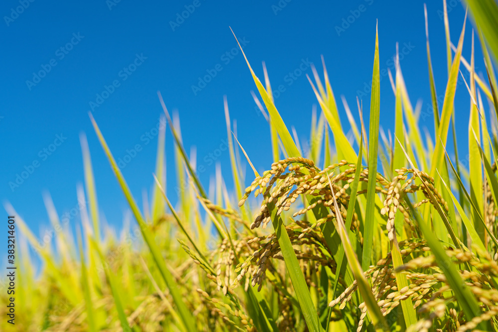 Ears of rice and blue sky