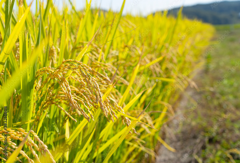 Ears of rice and blue sky