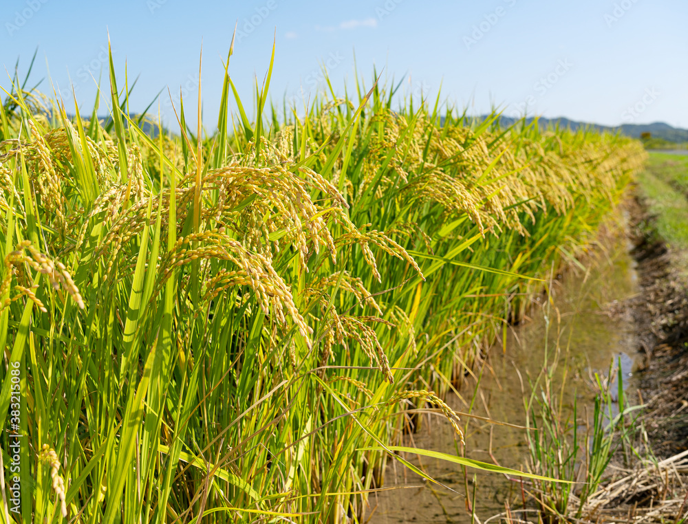 Ears of rice and blue sky