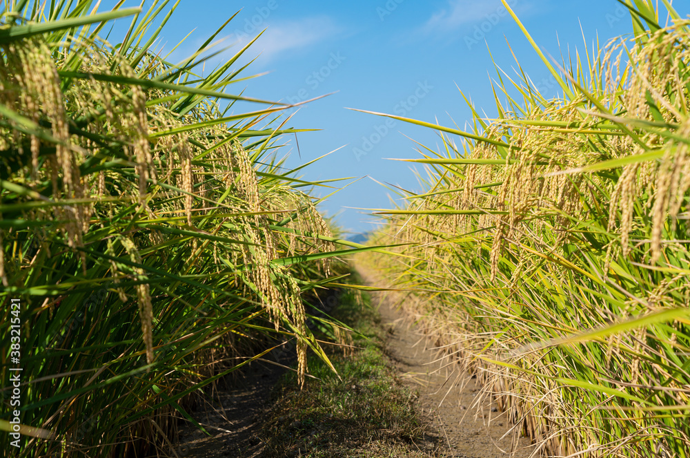 Ears of rice and blue sky