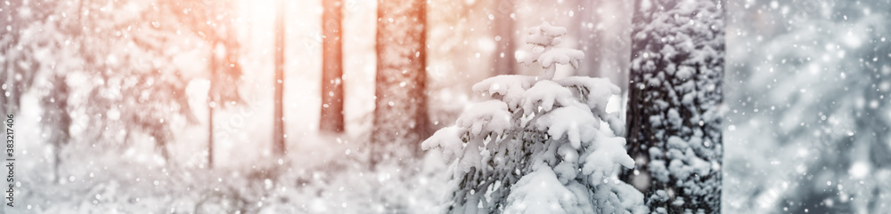 Beautiful fir-tree covered with snow in the winter forest in snowfall