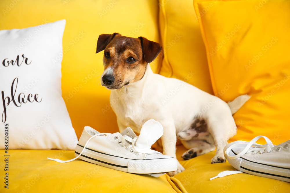 Funny naughty dog playing with shoes at home