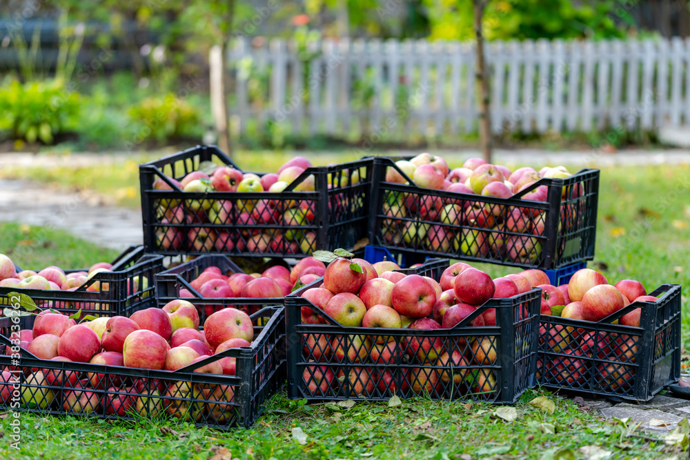 Apple harvest. Juicy, ripe, freshly picked apples in large boxes. Farm orchard. Autumn sunny day. Ag