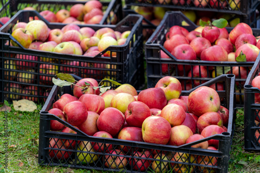 Three boxes with appleas stand on green grass. Garden in country side. Harvesting season.