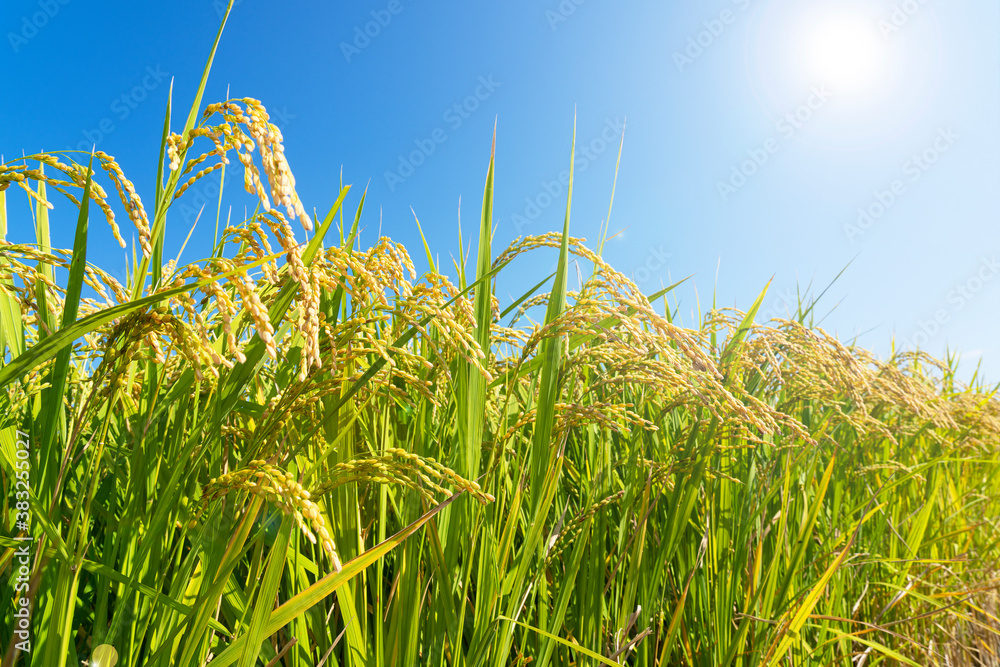 Ears of rice and blue sky