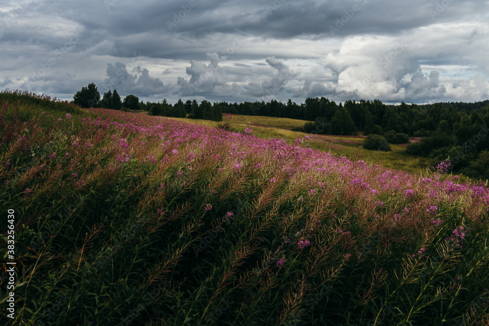 Chamaenerion angustifolium field, Karelia, Russia