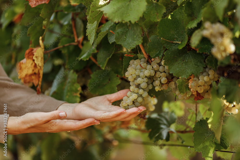 Autumn season, time for ripe grapes.