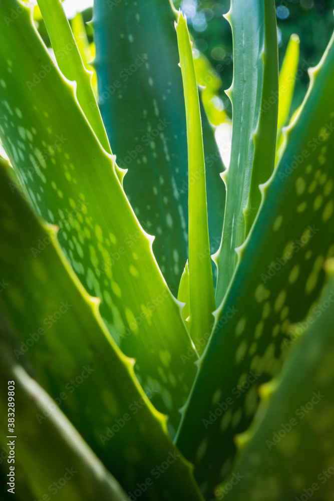 close up of green Aloe vera herbal plants, tropical plant