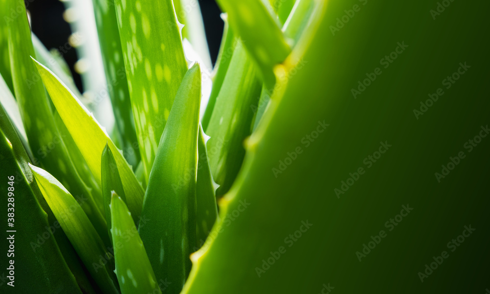 close up of green Aloe vera herbal plants with copy space, tropical plant