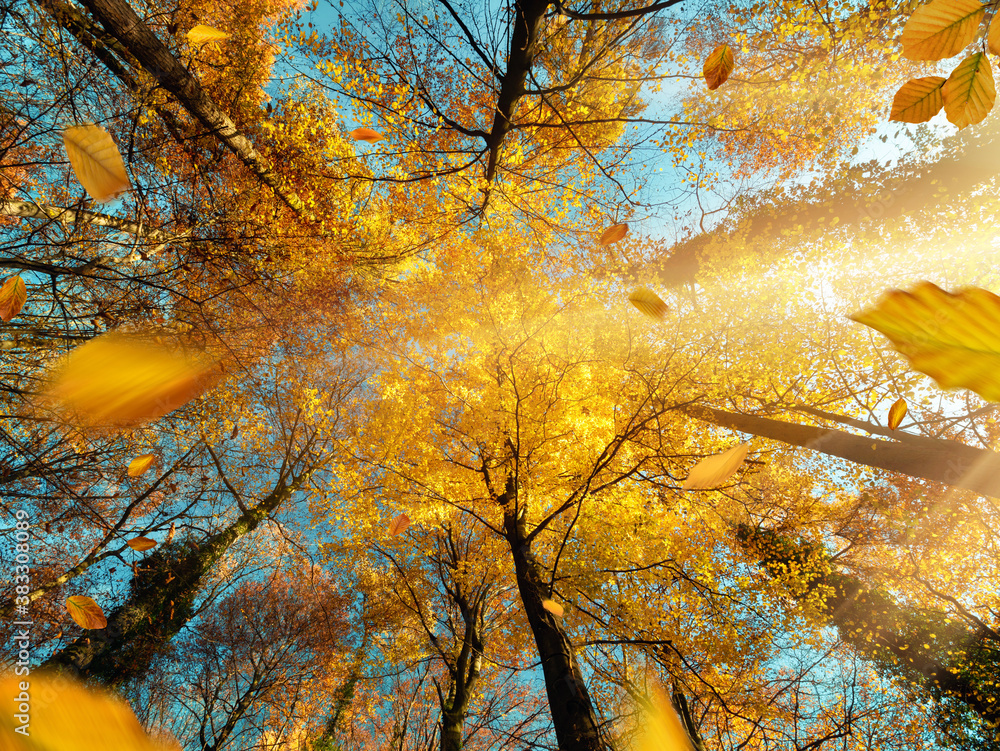 Gelbe Baumkronen und blauer Himmel im Herbst, schöne Sonnenstrahlen und fallende Blätter