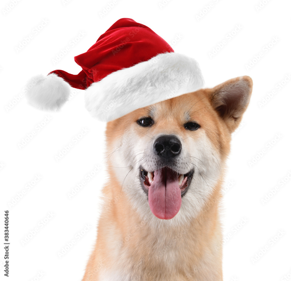 Cute Akita Inu dog in Santa hat on white background