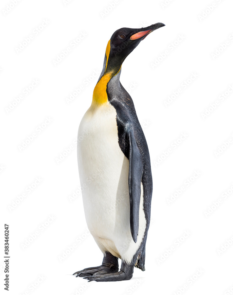 King penguin standing in front of a awhite background