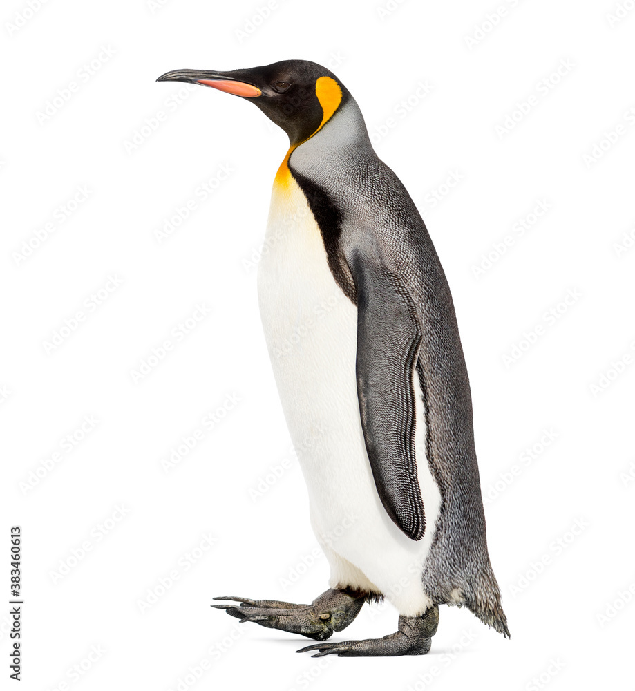 Side view of a King penguin walking, isolated on white