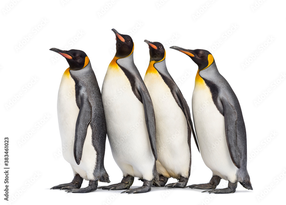 Colony of king penguins together, isolated on white