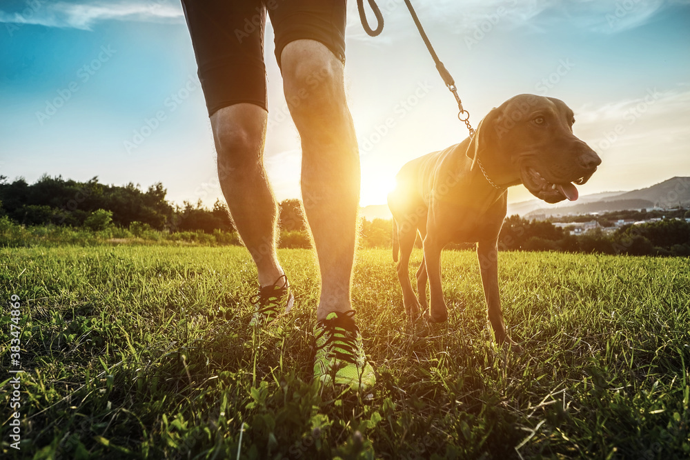 Silhouettes of runner and dog on field under golden sunset sky in evening time. Outdoor running. Ath