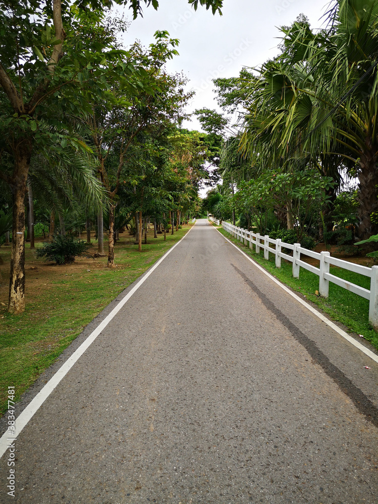 Shady roads full of trees