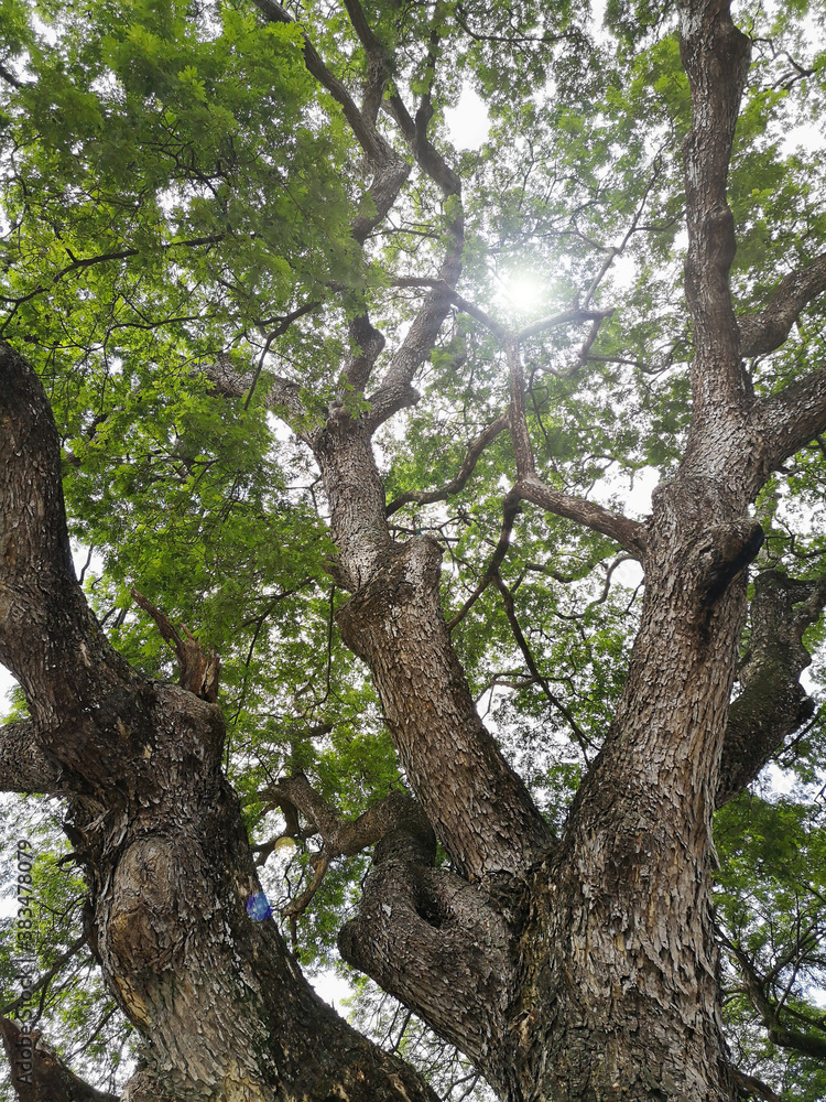 The branches of the big trees under the flare of sunshine morning