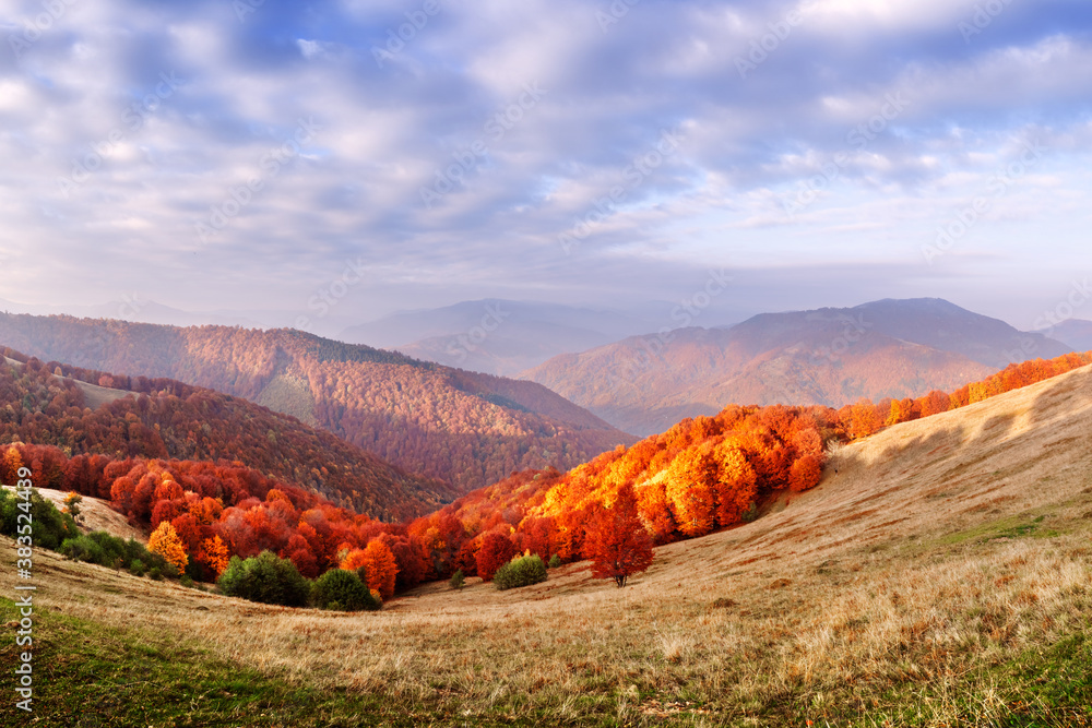 Panorama of picturesque autumn mountains with red beech forest in the foreground. Landscape photogra