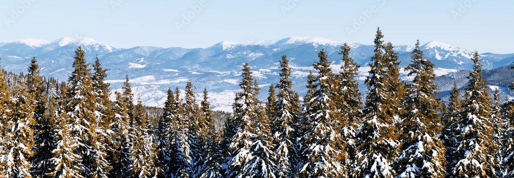 Panorama landscape of the winter forest of snowy spruce and firs trees. Frozen tree in wintry season