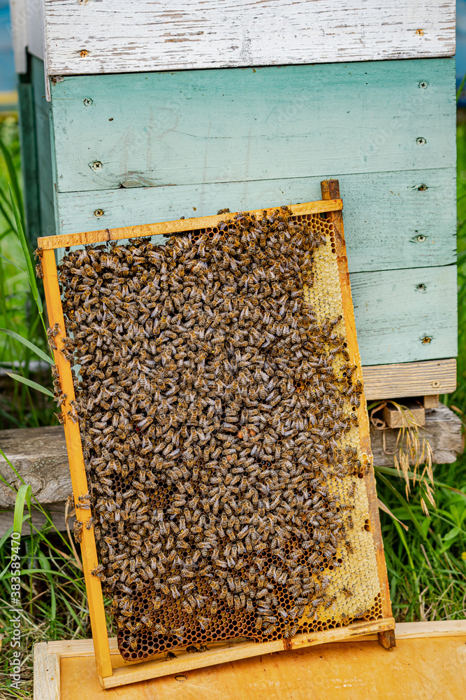 Honey frame standing near hive. Many bees sitting on honeycomb. Selective focus. Closeup.