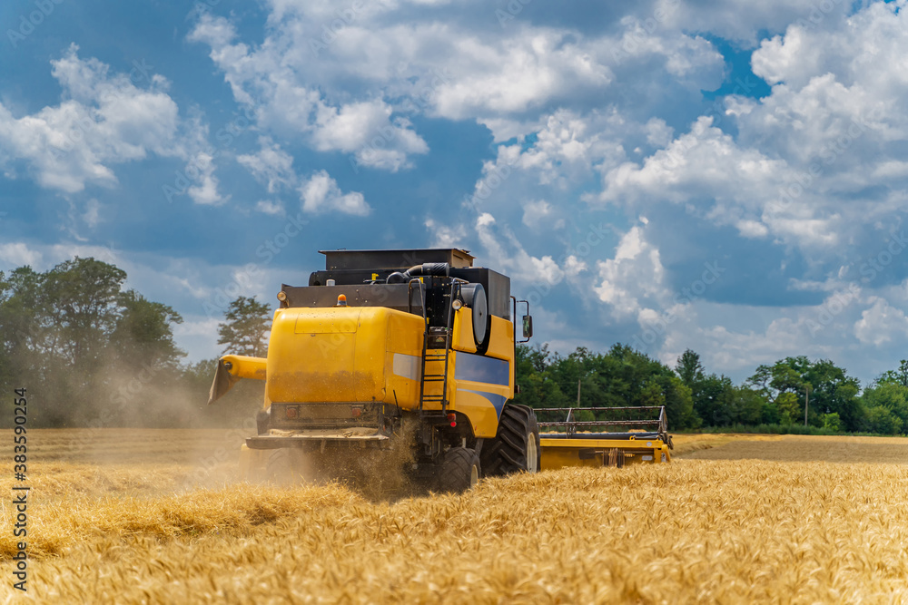 Combine harvester in action on wheat field. Process of gathering ripe crop from the fields. agricult