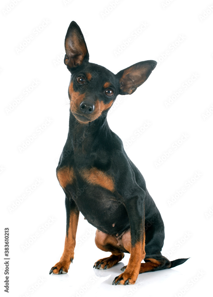 miniature pinscher