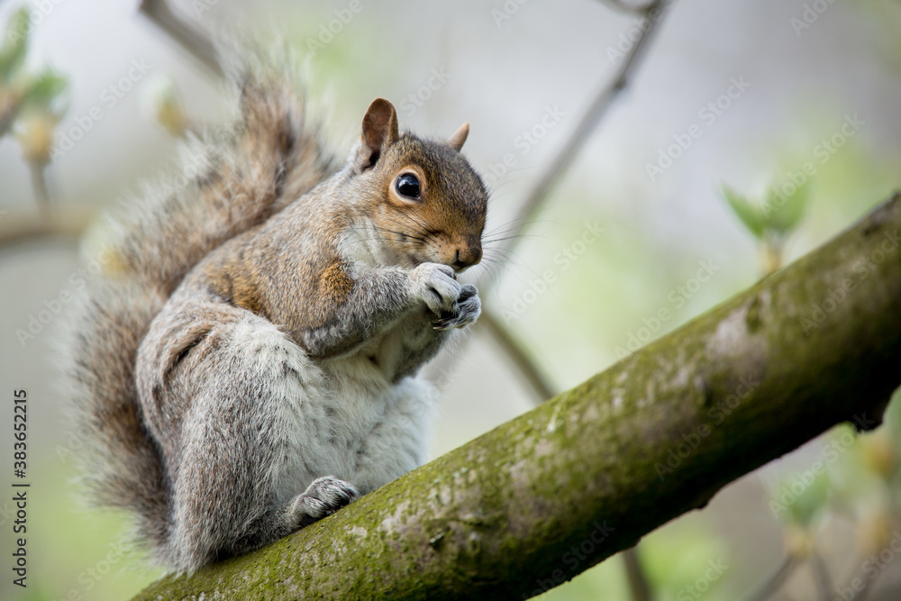 Red squirrel (Sciurus vulgaris)