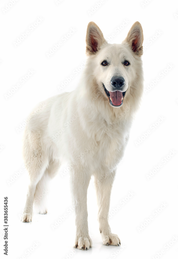 Swiss shepherd 