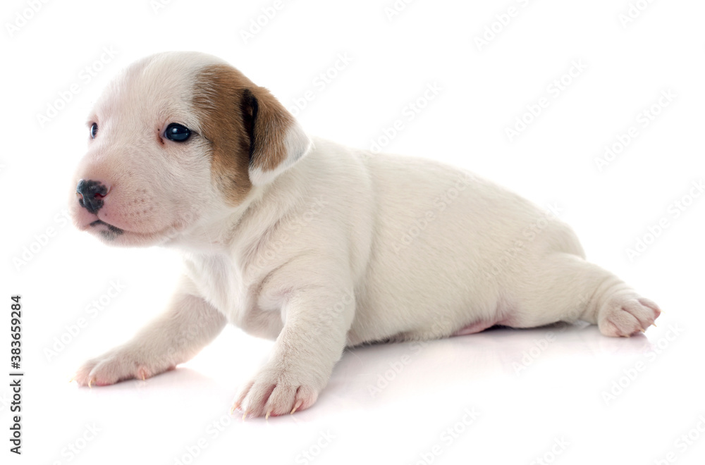 puppy jack russel terrier