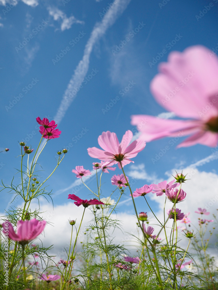 青空と秋桜