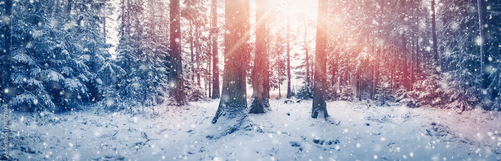 Beautiful trees covered with snow in the winter forest in snowfall