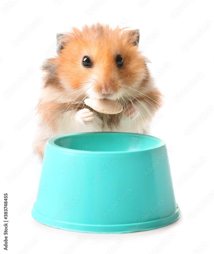 Funny hamster and bowl with food on white background