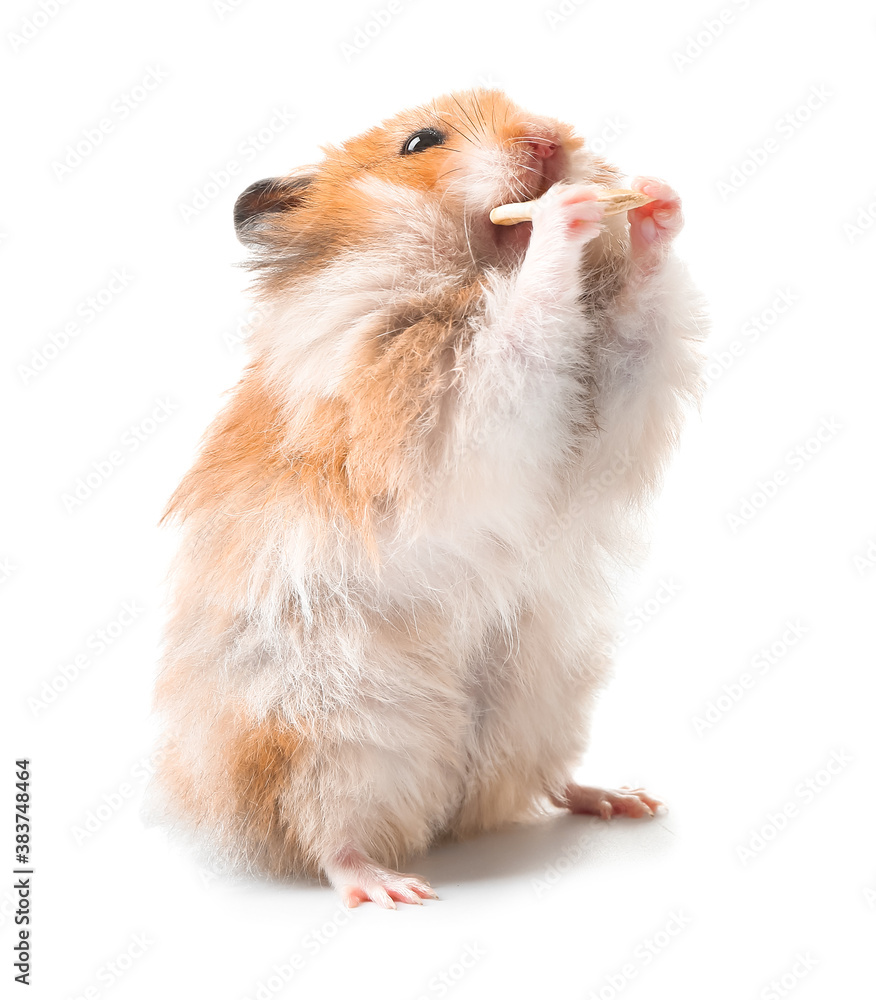 Funny hamster on white background