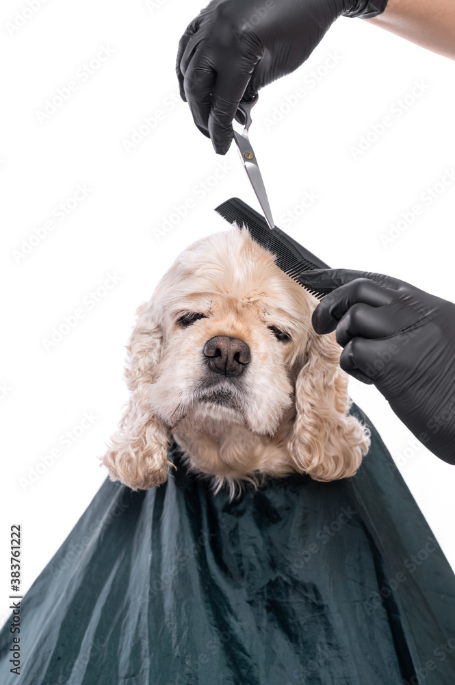 Professional care for a dog