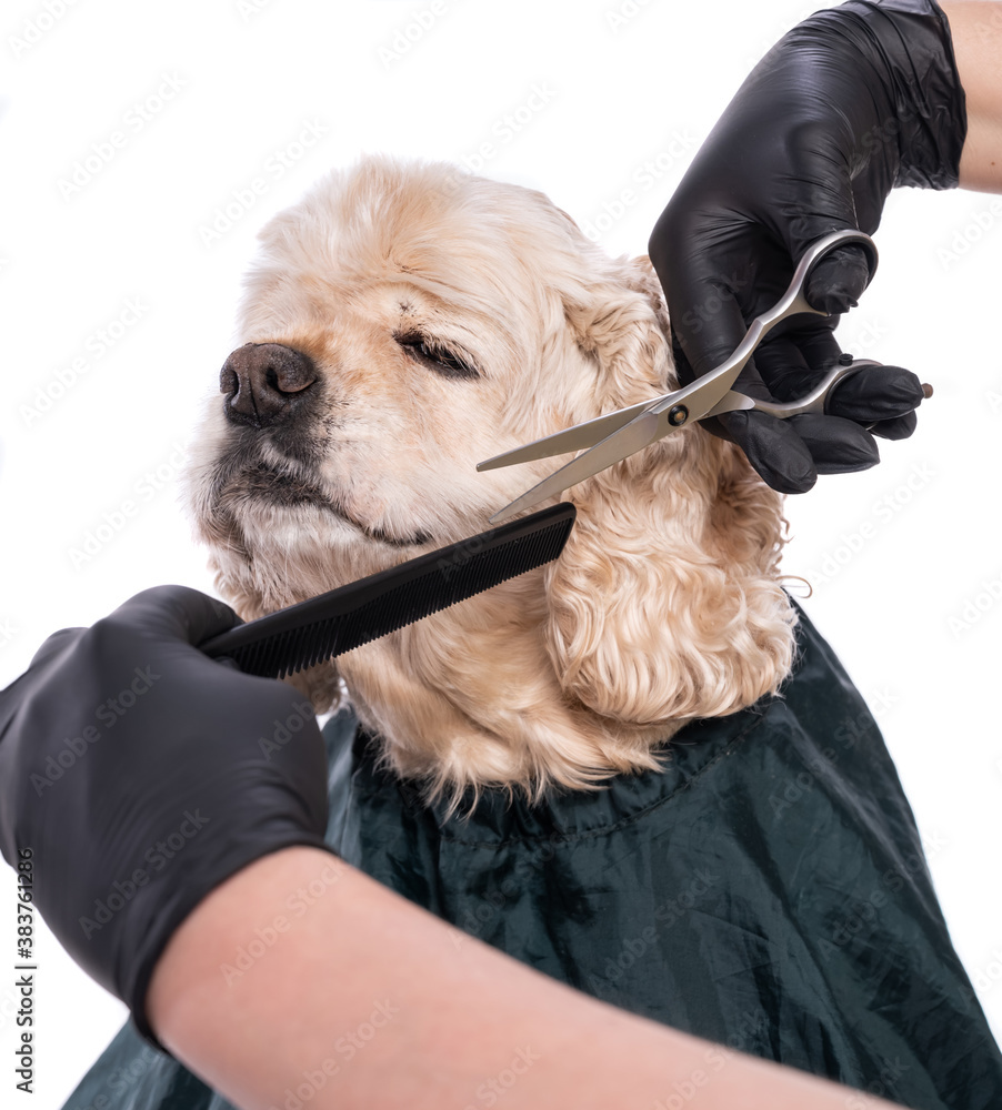 Professional care for a dog