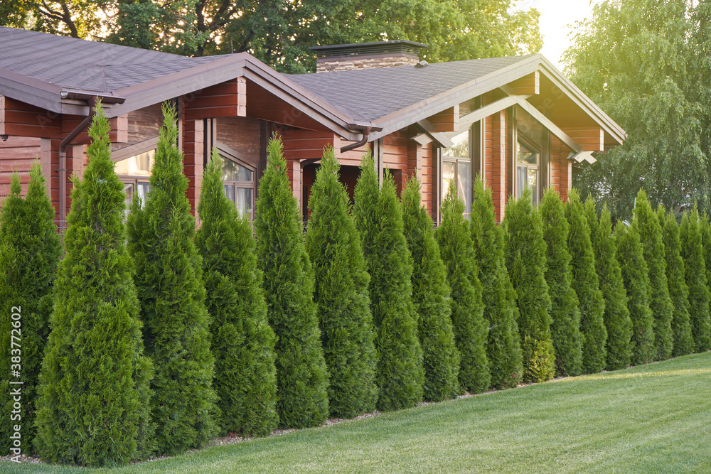 Many thuja trees as a fence in a private house