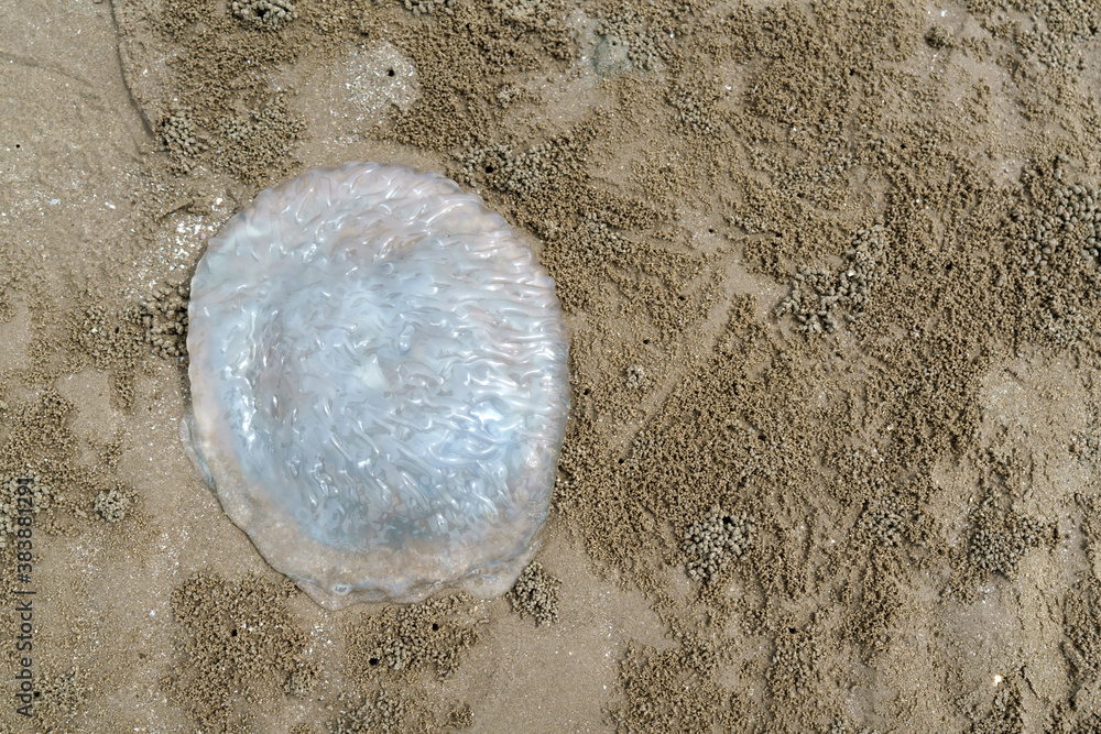 jellyfish on sand beach