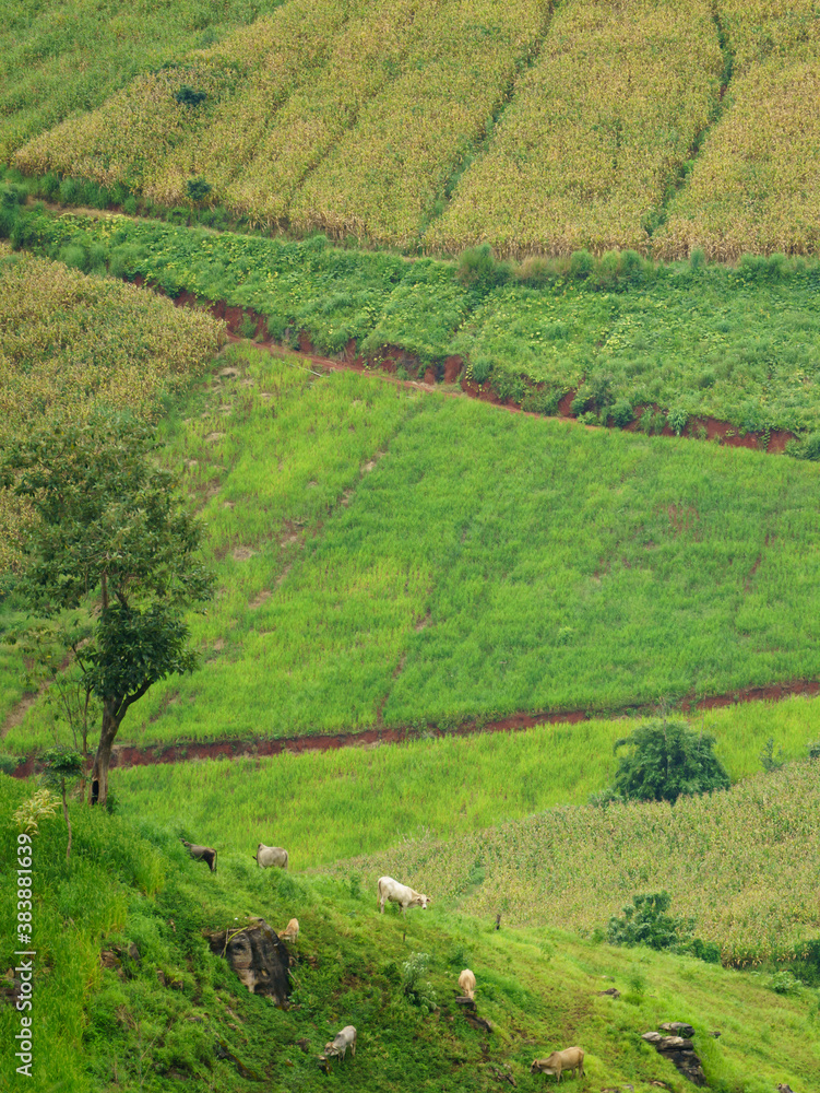 Rural scene countryside at Chiang mai Thailand