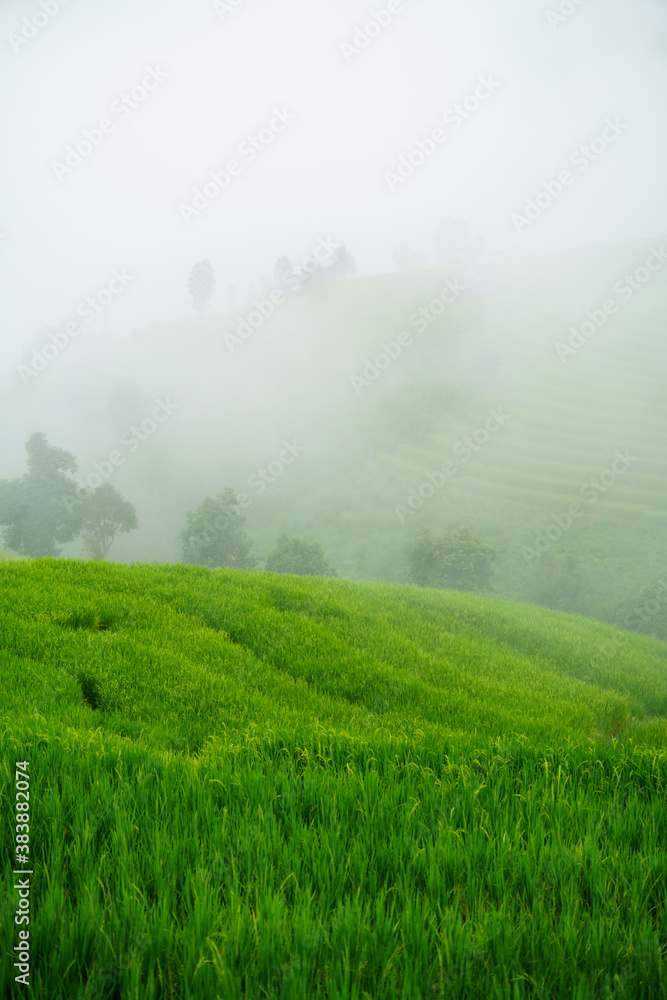 The terraced rice paddy in Bong Piang village Chiang mai Thailand