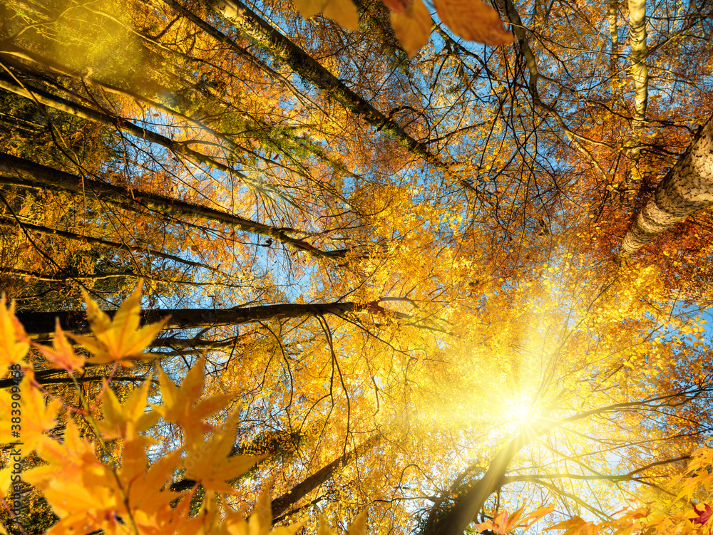 The bright autumn sun gloriously shining through the branches of deciduous trees with yellow and ora