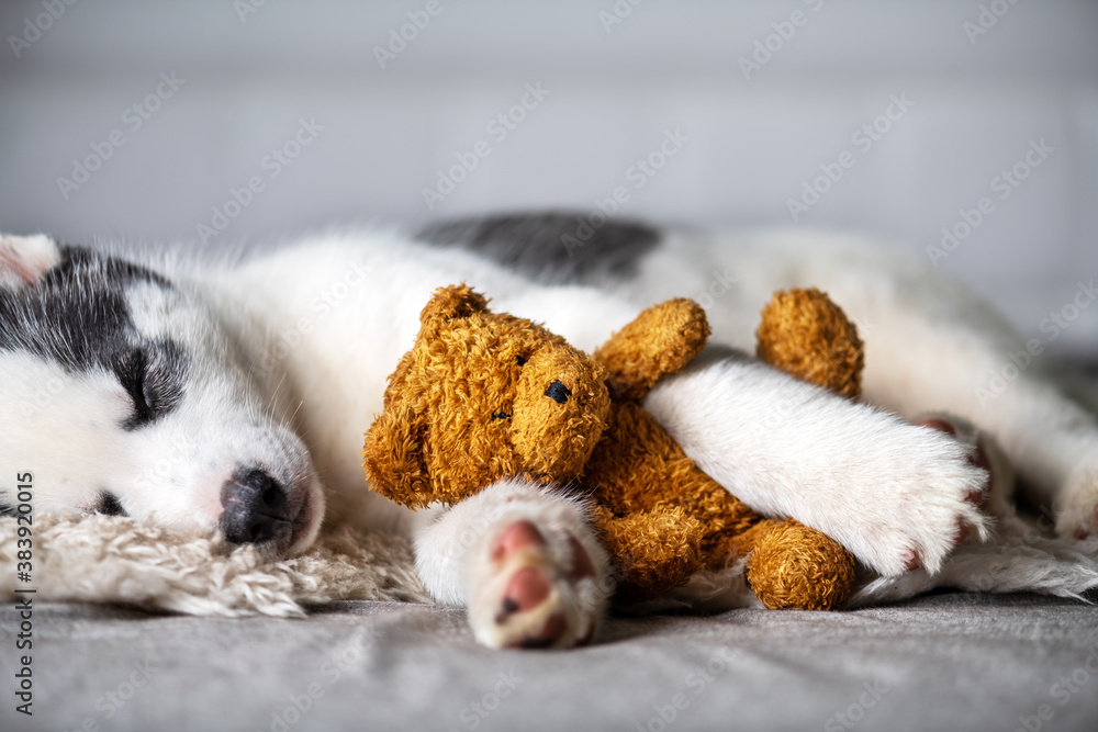 A small white dog puppy breed siberian husky with beautiful blue eyes lays on grey carpet with bear 