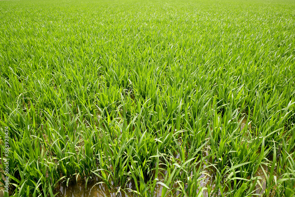 Green rice plants in irrigation spring fields