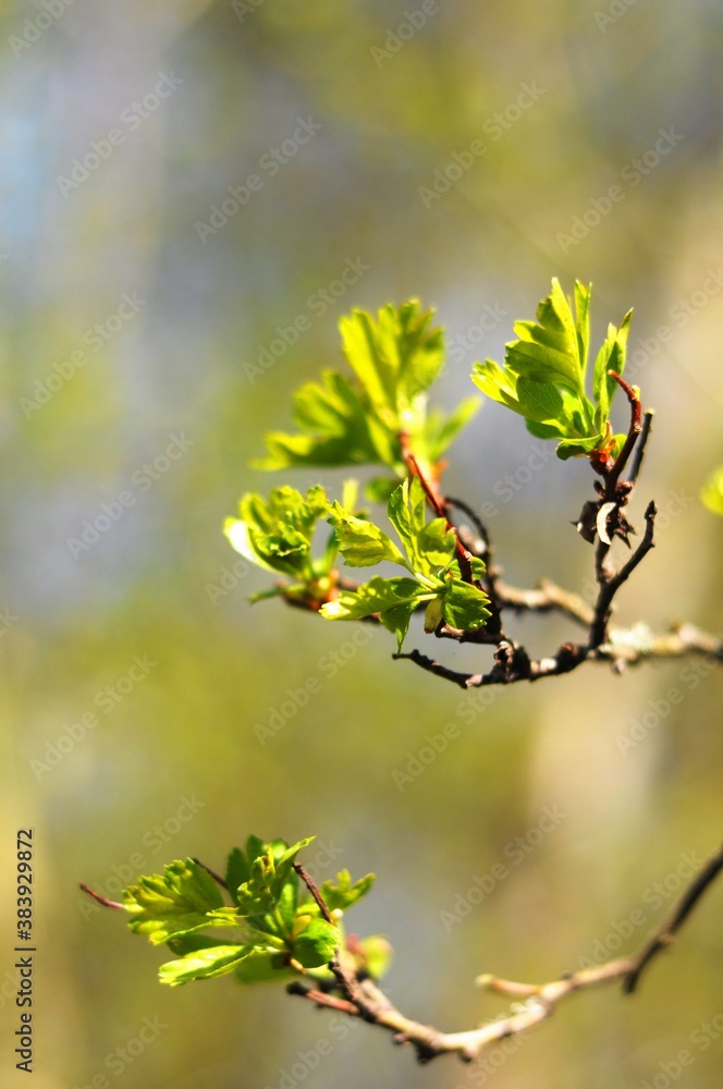 green spring leaves