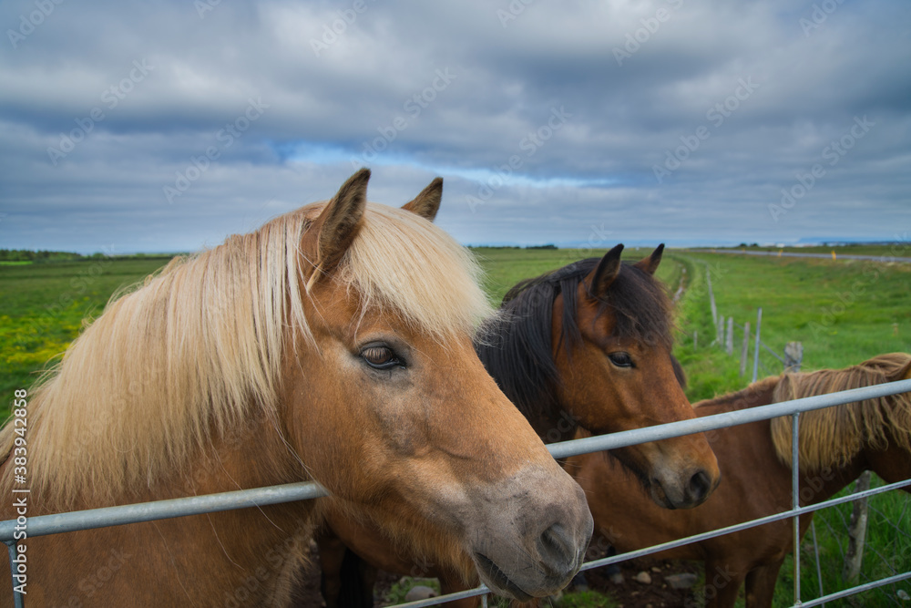 Icelandic horses in semi-freedom in the grasslands of Iceland