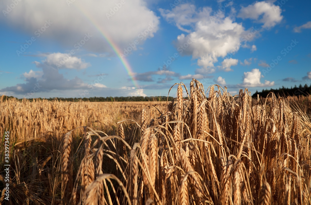 rainbow over summer wheat field