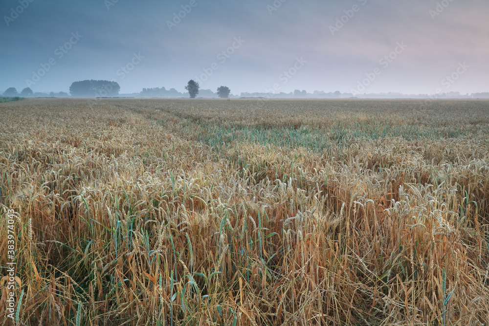 wheat field in summer morning