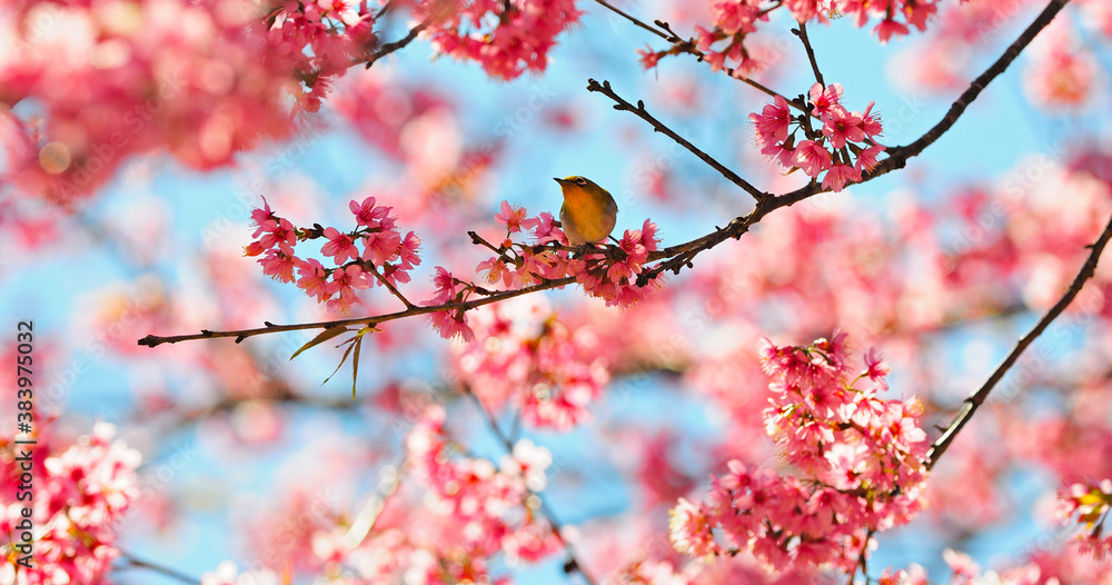 Oriental White-eye